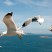 Seagulls