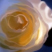 White Rose