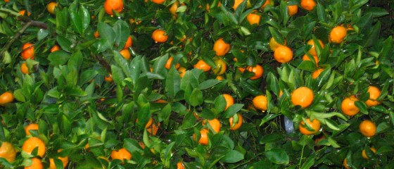 zzzztangerines